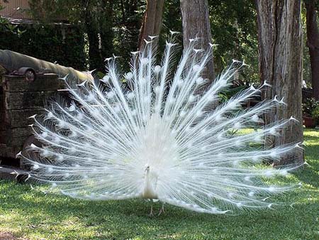 albinopeacock.jpg
